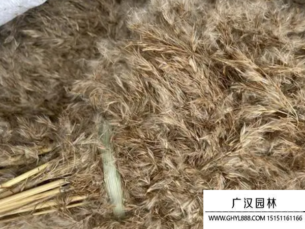 蘆葦種子