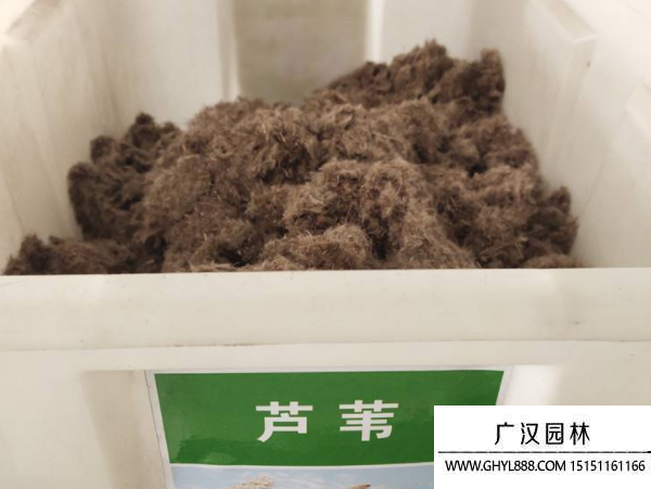 蘆葦種子