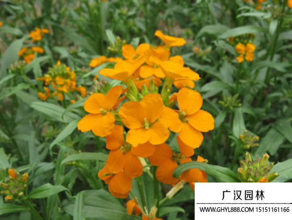 桂竹香種子