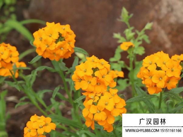 桂竹香種子
