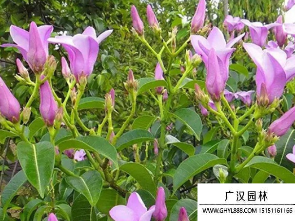 桉葉藤種子
