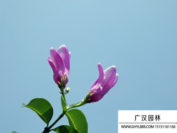 桉葉藤種子