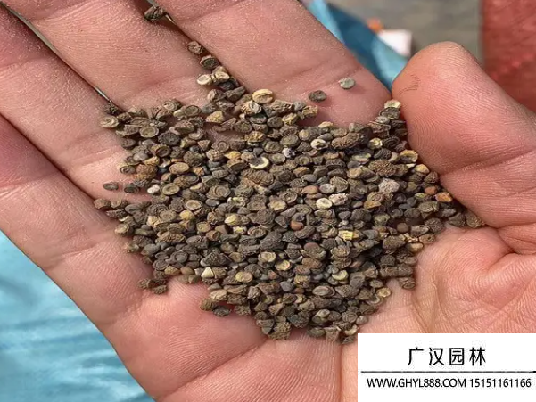 錦葵種子