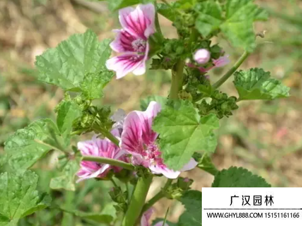 錦葵種子