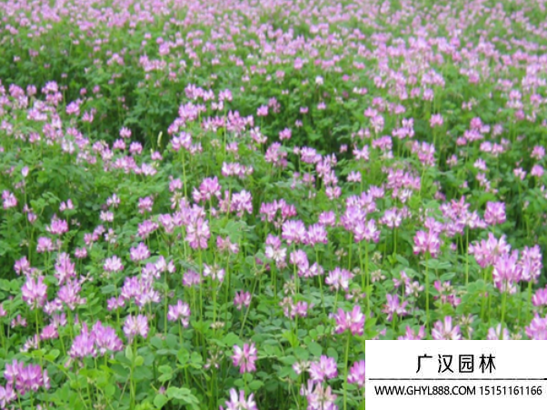 紫元英種子