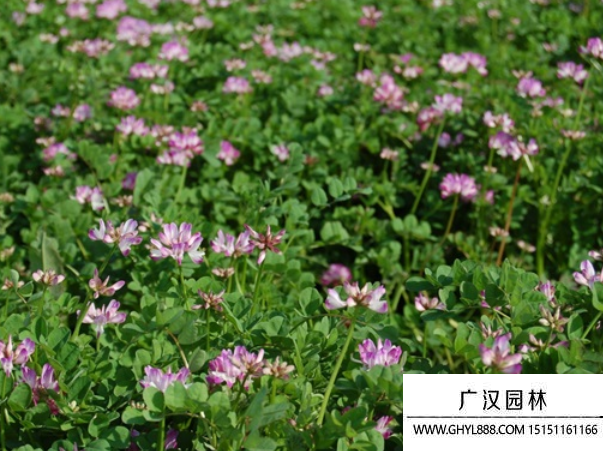 紫元英種子