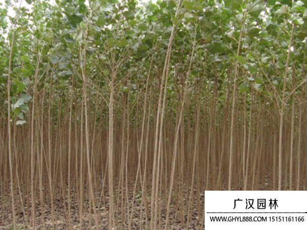 楊樹
