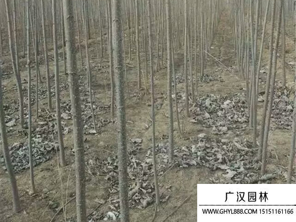 楊樹