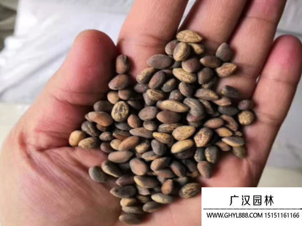 白皮松種子