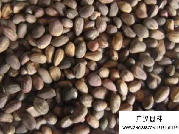 白皮松種子