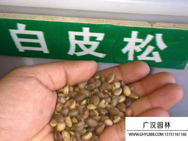 白皮松種子