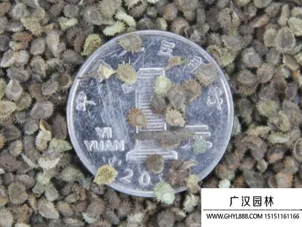 勿忘我種子