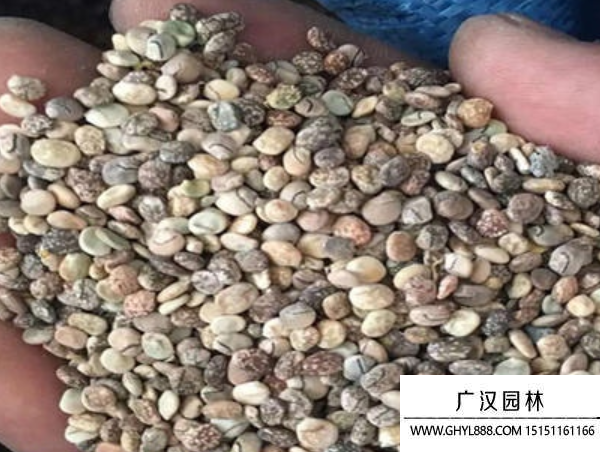 白羽扇豆種子