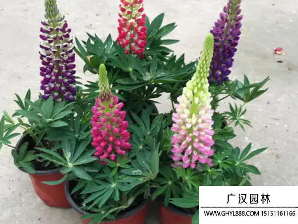 白羽扇豆種子