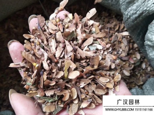 青楓種子