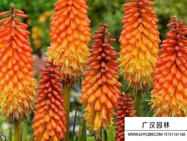 火炬花種子