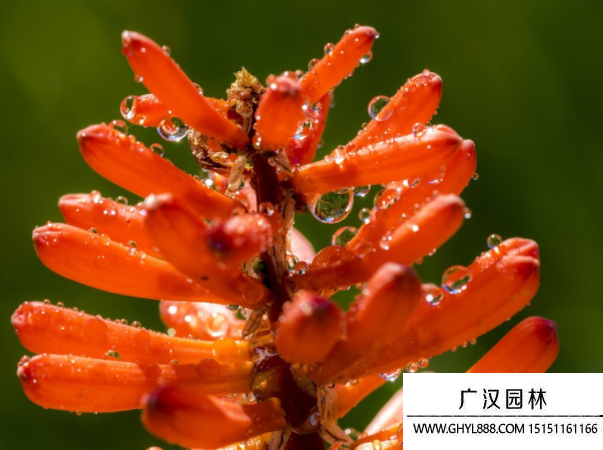 火炬花種子