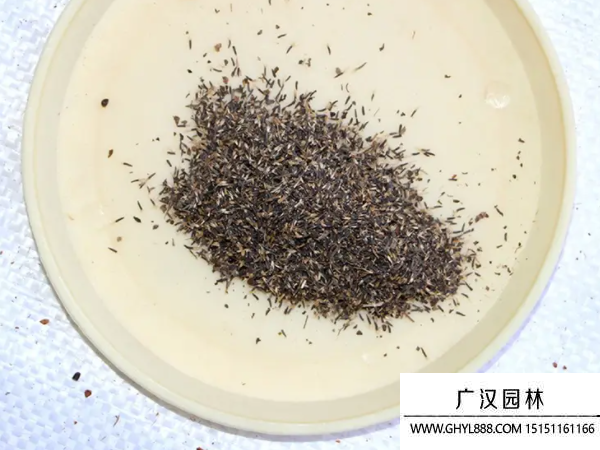 藿香薊種子