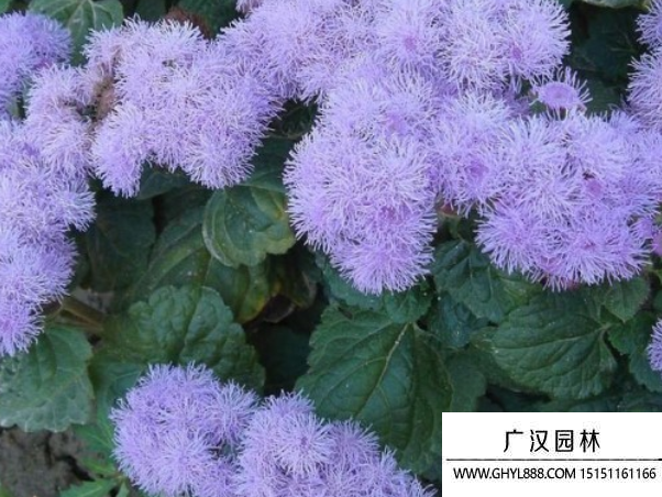 藿香薊種子