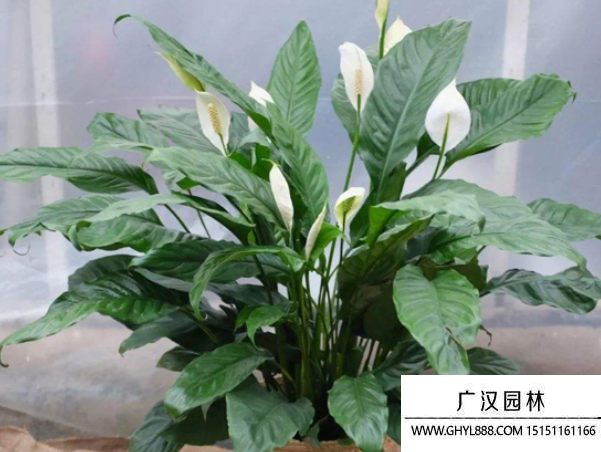白掌種子