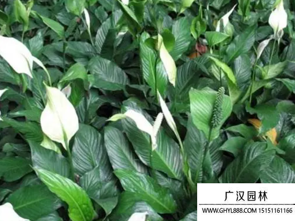 白掌種子