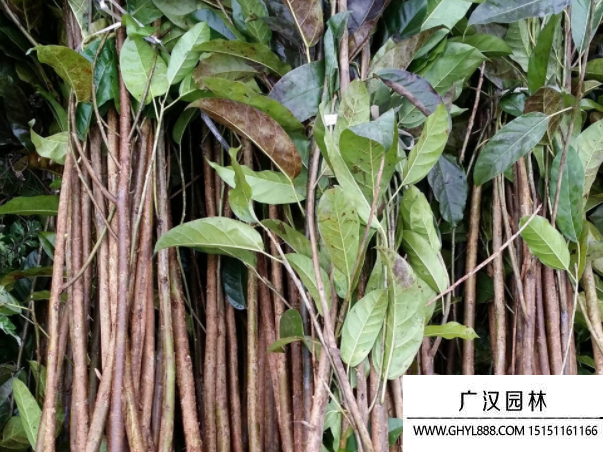 黃葛樹種子
