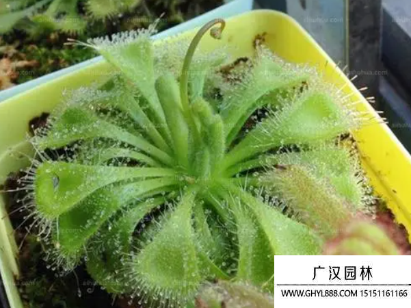 錦地羅種子