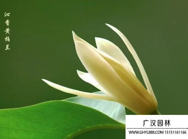 黃葛蘭種子