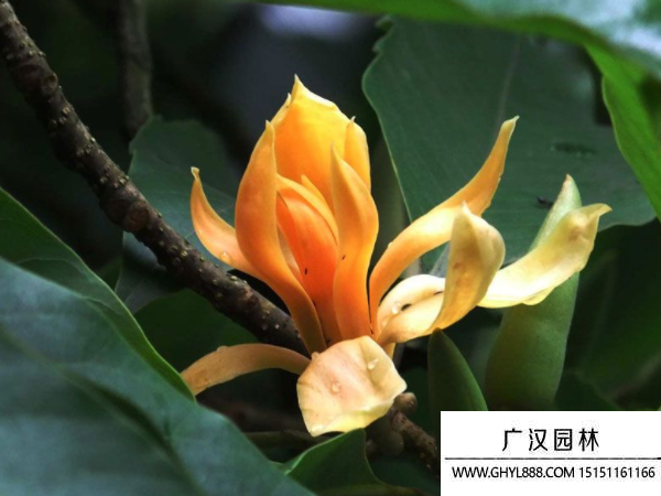 黃葛蘭種子