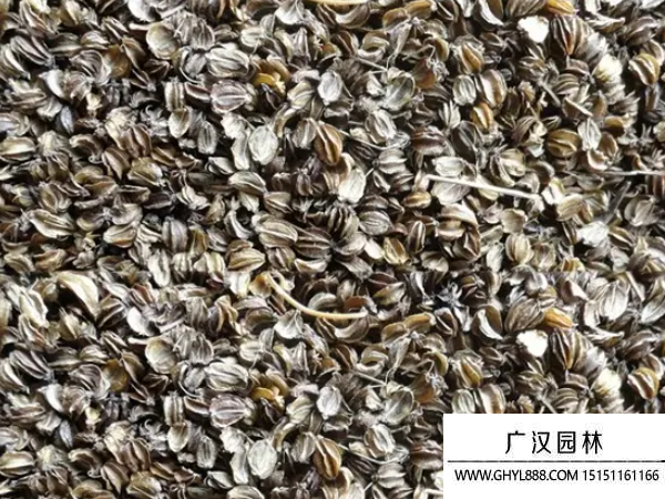 羌活種子
