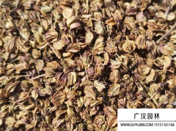 羌活種子