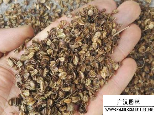 羌活種子
