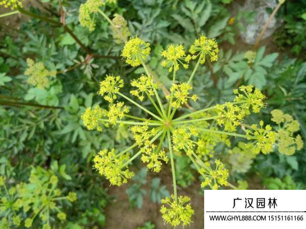 羌活種子