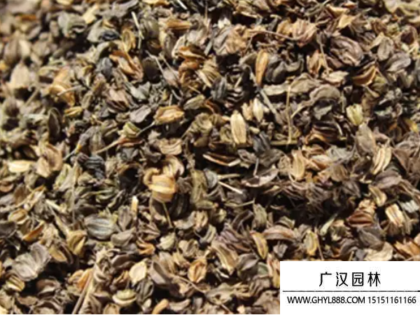 羌活種子