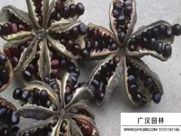 牡丹種子