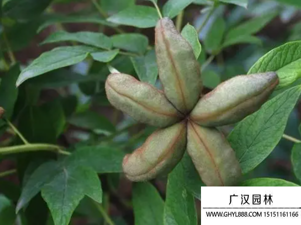 牡丹種子