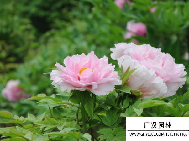 牡丹種子