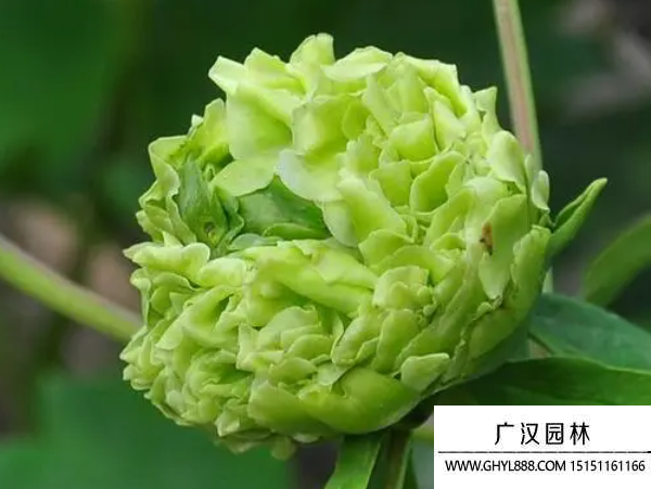 牡丹種子
