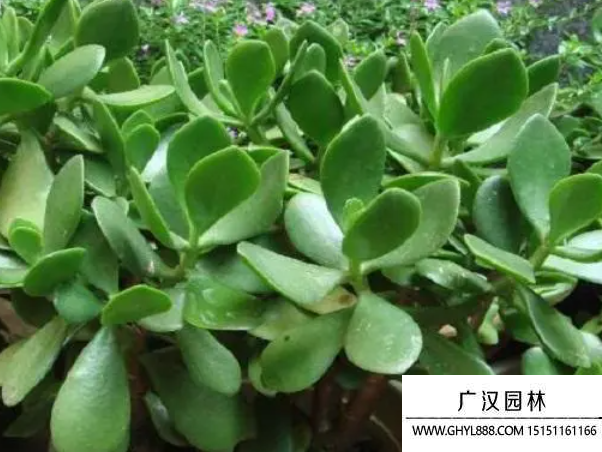 厚臉皮