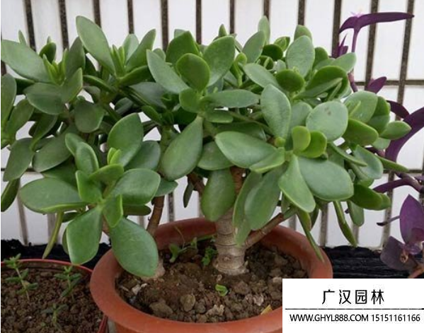 厚臉皮