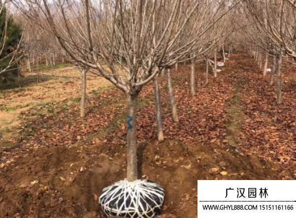 櫻花
