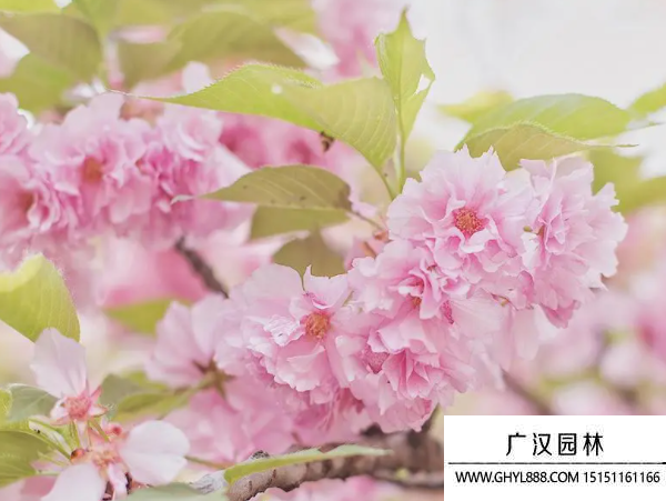 櫻花