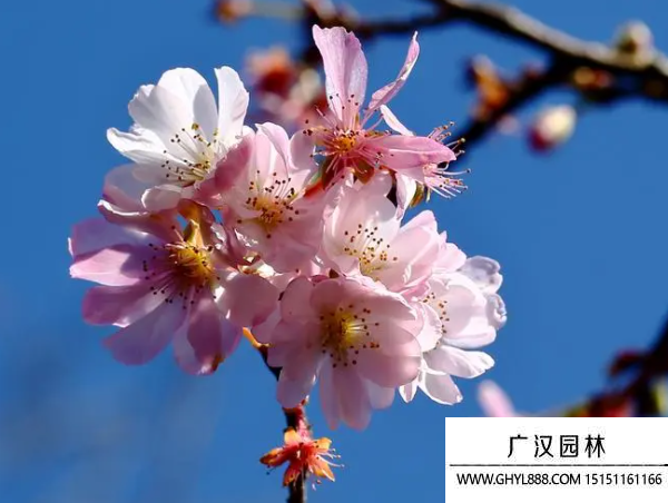 櫻花