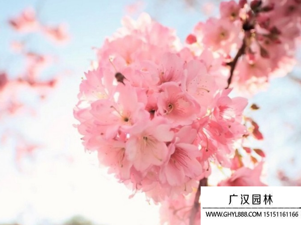 櫻花