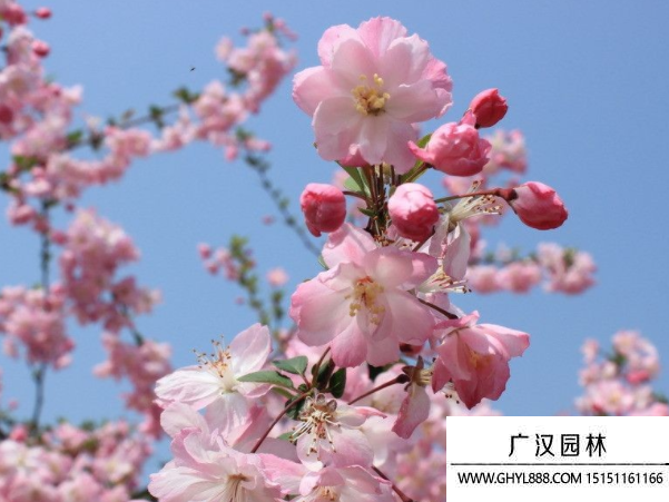 櫻花