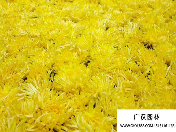 皇菊花種子