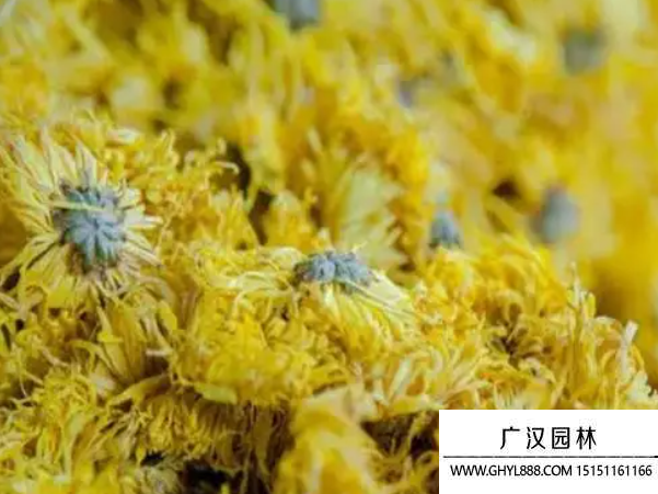 皇菊花種子