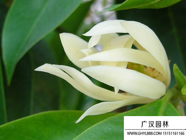 黃葛蘭