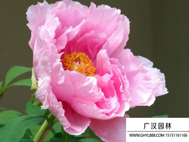 牡丹種子