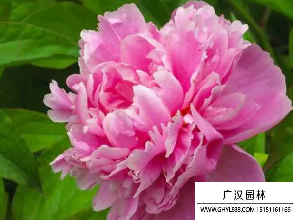 牡丹種子